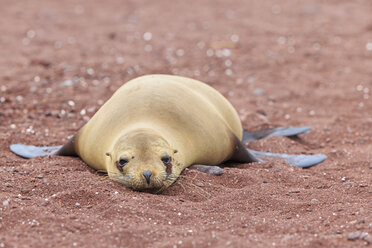 Ecuador, Galapagos-Inseln, Rabida, Seelöwe liegend am roten Sandstrand - FOF007448