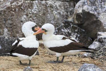 Ecuador, Galapagos Inseln, Genovesa, Darwin Bay, zwei verliebte Nazca-Tölpel - FOF007454