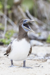 Ecuador, Galapagos Inseln, Genovesa, Darwin Bay, schreiender junger Nazca-Tölpel - FOF007455