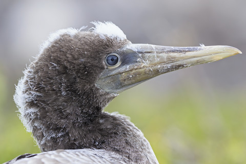 Ecuador, Galapagos-Inseln, Genovesa, Darwin Bay, Porträt eines jungen Nazca-Tölpels, lizenzfreies Stockfoto