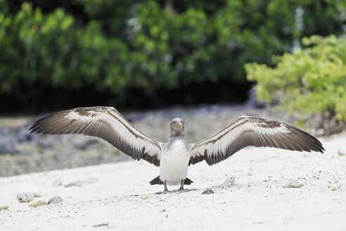 Ecuador, Galapagos-Inseln, Genovesa, Darwin Bay, junger Nazca-Tölpel beim Ausbreiten der Flügel - FOF007460