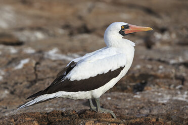 Ecuador, Galapagos-Inseln, Genovesa, Darwin-Bucht, Nazca-Tölpel - FOF007462