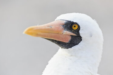 Ecuador, Galapagos Islands, Genovesa, Darwin Bay, portrait of Nazca booby - FOF007463