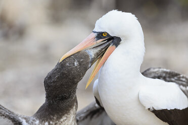 Ecuador, Galapagos-Inseln, Genovesa, Darwin Bay, Nazca-Tölpel füttern Jungvogel - FOF007464