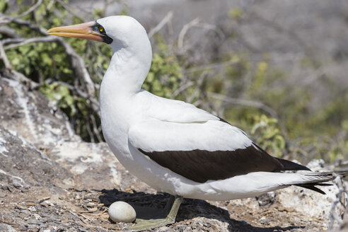 Ecuador, Galapagos-Inseln, Espanola, Punta Suarez, Nazca-Tölpel mit Ei - FOF007465