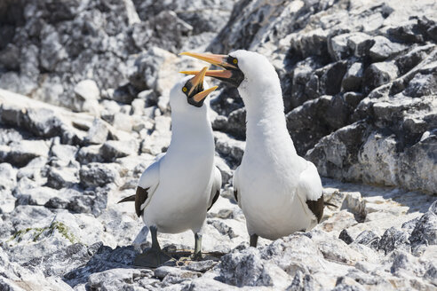 Ecuador, Galapagos-Inseln, Espanola, Punta Suarez, zwei Nazca-Tölpel - FOF007466