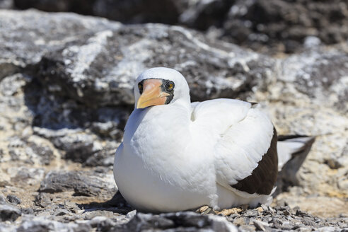 Ecuador, Galapagos-Inseln, Espanola, Punta Suarez, liegender Nazca-Tölpel - FOF007467