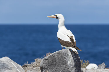 Ecuador, Galapagos-Inseln, Espanola, Punta Suarez, Nazca-Tölpel auf einem Felsen - FOF007468