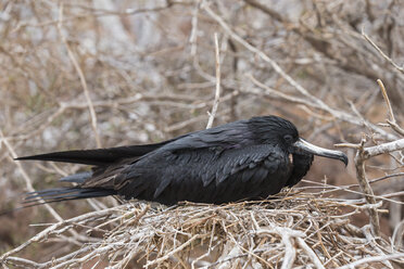 Ecuador, Galapagos-Inseln, Seymour Norte, Prachtfregattvogel im Nest - FOF007469