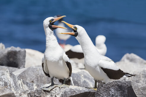 Ecuador, Galapagos Inseln, Espanola, Punta Suarez, zwei kommunizierende Nazca-Tölpel - FOF007470