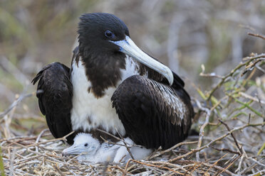 Ecuador, Galapagos-Inseln, Seymour Norte, Prachtfregattvogel mit Jungvogel im Nest - FOF007472