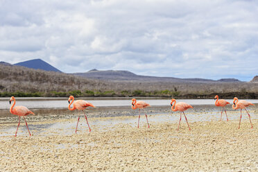 Ecuador, Galapagos-Inseln, Floreana, Punta Cormorant, sechs rosa Flamingos spazieren in einer Lagune - FOF007478