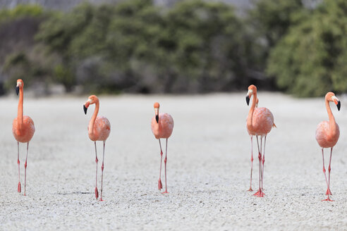 Ecuador, Galapagos-Inseln, Floreana, Punta Cormorant, sechs rosa Flamingos spazieren in einer Lagune - FOF007479