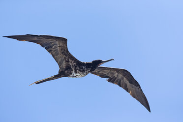 Ecuador, Galapagos-Inseln, Isabela, fliegendes Fregattvogelweibchen - FOF007473