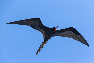 Ecuador, Galapagos-Inseln, Isabela, Fliegender Fregattvogel - FOF007474