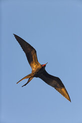 Ecuador, Galapagos-Inseln, Floreana, fliegender Fregattvogel - FOF007475