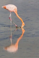 Ecuador, Galapagos-Inseln, Santa Cruz, Rosa Flamingo bei der Futtersuche im Wasser - FOF007481