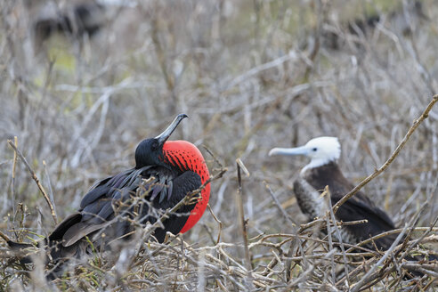 Ecuador, Galapagos-Inseln, Seymour Norte, balzender Prachtfregattvogel - FOF007476