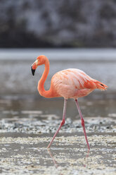 Ecuador, Galapagos-Inseln, Floreana, Punta Cormorant, rosa Flamingo in einer Lagune - FOF007482