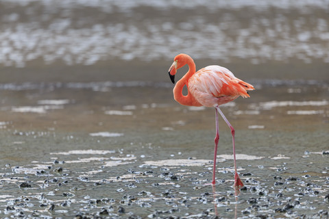 Ecuador, Galapagos-Inseln, Floreana, Punta Cormorant, rosa Flamingo in einer Lagune, lizenzfreies Stockfoto