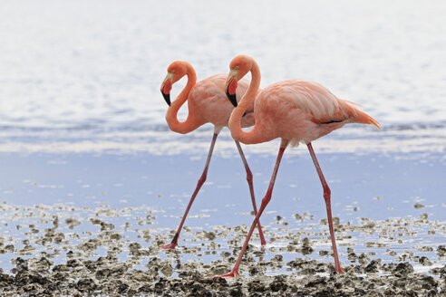 Ecuador, Galapagos-Inseln, Floreana, Punta Cormorant, zwei rosa Flamingos spazieren nebeneinander in einer Lagune - FOF007485