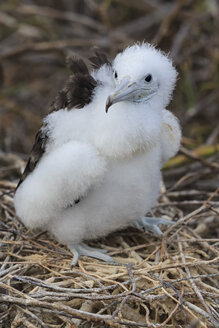 Ecuador, Galapagos-Inseln, Seymour Norte, junger Prachtfregattvogel im Nest - FOF007477