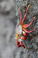 Ecuador, Galapagos-Inseln, Bartolome, Rote Felsenkrabbe - FOF007486