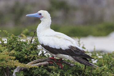 Ecuador, Galapagos, Genovesa, Rotfußtölpel, Sula sula - FOF007487