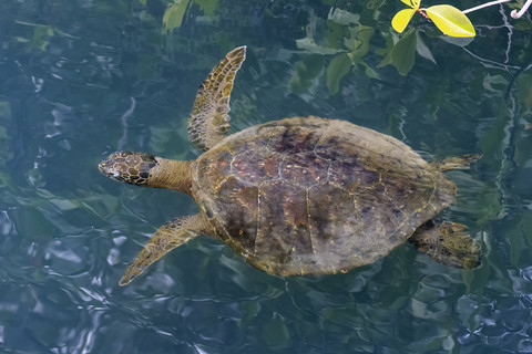 Ecuador, Galapagos-Inseln, Isabela, schwimmende grüne Galapagos-Schildkröte, lizenzfreies Stockfoto