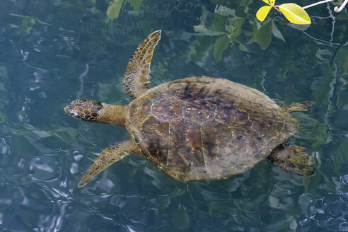 Ecuador, Galapagos-Inseln, Isabela, schwimmende grüne Galapagos-Schildkröte - FOF007490