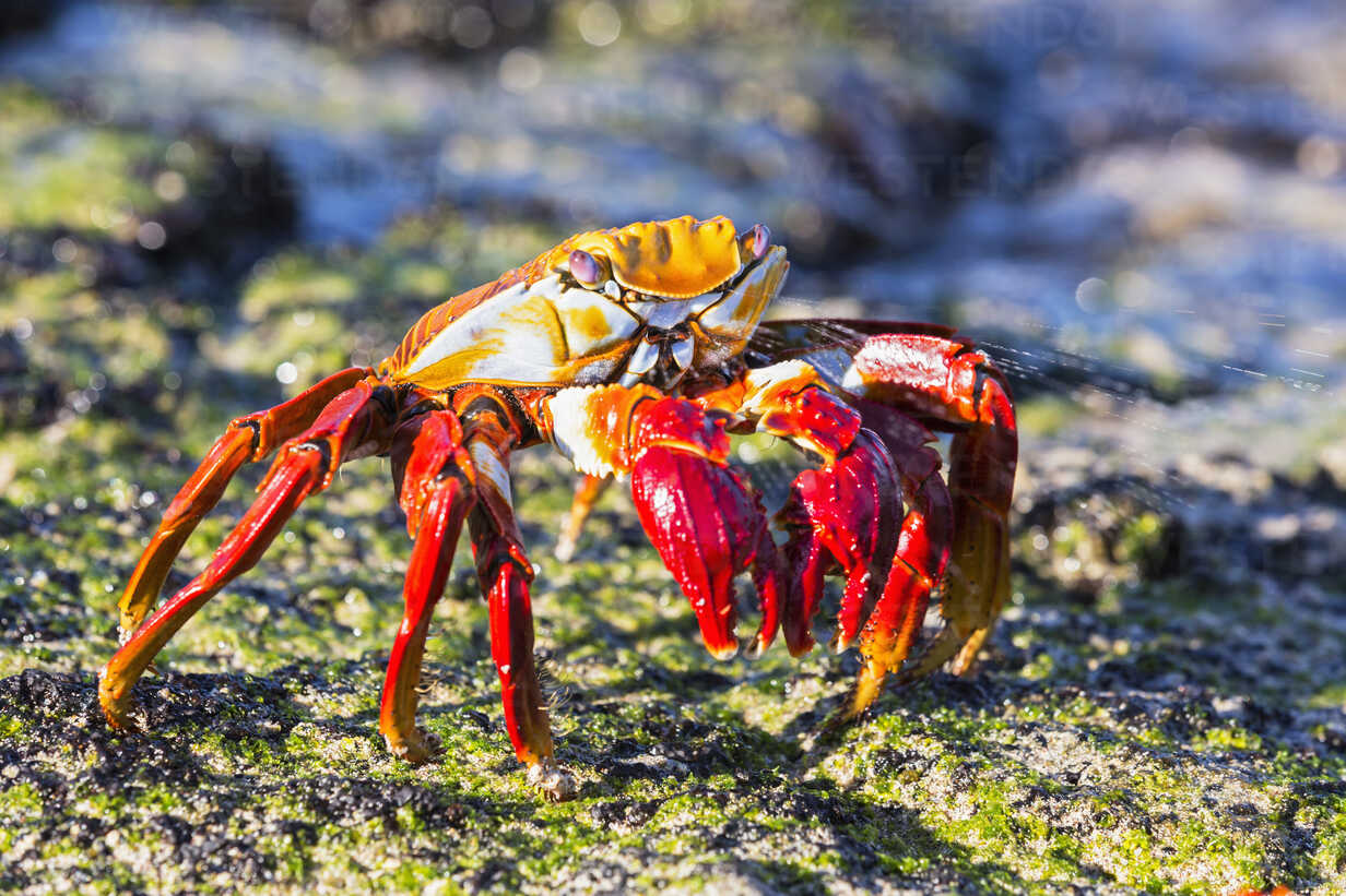 Ecuador, Galapagos Islands, Santiago, red rock crab stock photo