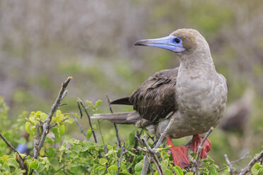 Ecuador, Galapagos, Genovesa, Rotfußtölpel, Sula sula - FOF007492