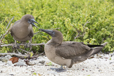 Ecuador, Galapagos, Genovesa, Rotfußtölpel, Sula sula, Jungtier - FOF007494