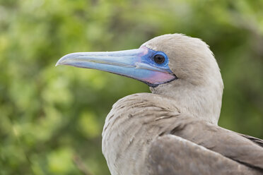 Ecuador, Galapagos, Genovesa, Rotfußtölpel, Sula sula, Jungtier, Porträt - FOF007495