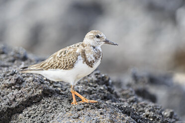 Ecuador, Galapagos, Genovesa, Steinwälzer, Arenaria interpres - FOF007496