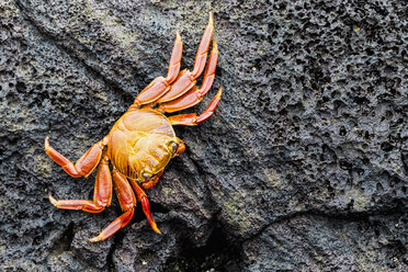 Ecuador, Galapagos Islands, Floreana, red rock crab - FOF007497