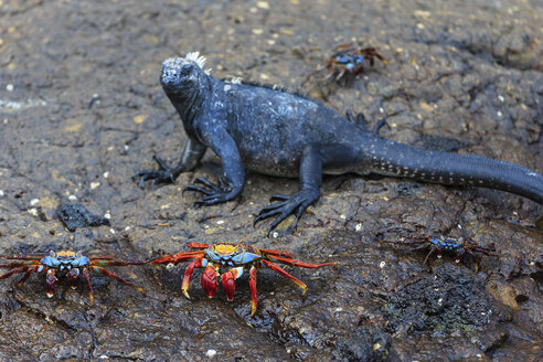 Ecuador, Galapagos-Inseln, Isabela, rote Felsenkrabben und Meeresleguane - FOF007498