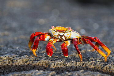 Ecuador, Galapagos-Inseln, Fernandina, Rote Felsenkrabbe - FOF007499