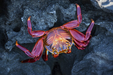 Ecuador, Galapagos-Inseln, Santiago, Rote Felsenkrabbe - FO007500