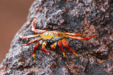 Ecuador, Galapagos-Inseln, Rabida, Rote Felsenkrabbe - FOF007501