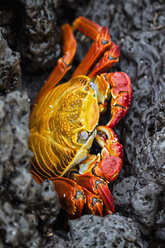 Ecuador, Galapagos-Inseln, Santa Cruz, Rote Felsenkrabbe - FOF007502