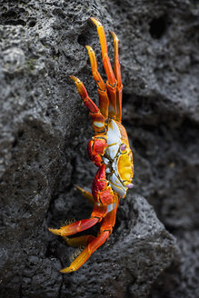 Ecuador, Galapagos-Inseln, Santa Cruz, Rote Felsenkrabbe - FOF007503