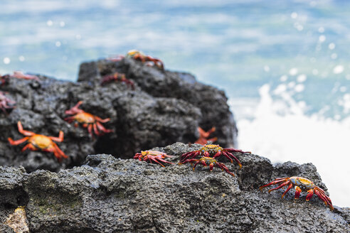 Ecuador, Galapagos-Inseln, Santa Cruz, Rote Felsenkrabben - FOF007504