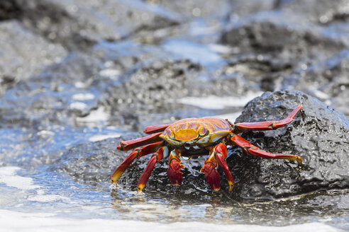 Ecuador, Galapagos-Inseln, Santa Cruz, Rote Felsenkrabbe - FOF007505