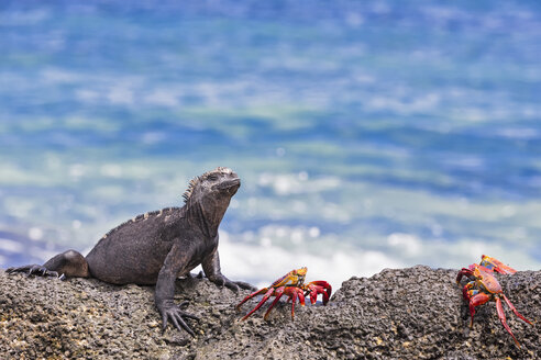 Ecuador, Galapagos-Inseln, Santa Cruz, Meeresleguan, Amblyrhynchus cristatus, und rote Felsenkrabben, Grapsus grapsus - FOF007510