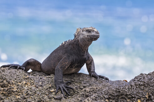 Ecuador, Galapagos-Inseln, Santa Cruz, Meeresleguan, Amblyrhynchus cristatus - FO007511