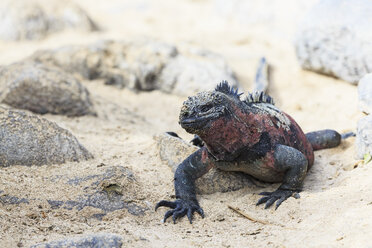 Ecuador, Galapagos Inseln, Espanola, Punta Suarez, Meeresleguan, Amblyrhynchus cristatus - FOF007515