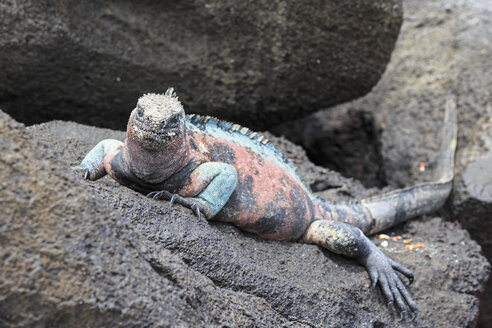 Ecuador, Galapagos-Inseln, Espanola, Punta Suarez, Meeresleguan, Amblyrhynchus cristatus, auf einem Felsen liegend - FOF007519