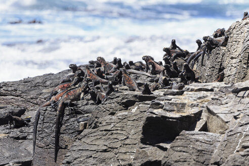 Ecuador, Galapagos-Inseln, Espanola, Punta Suarez, Meeresleguane, Amblyrhynchus cristatus, sitzend auf Felsen - FOF007520