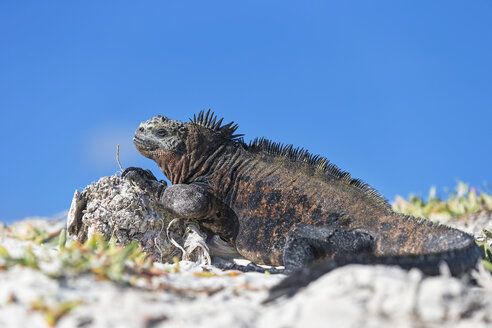 Ecuador, Galapagos-Inseln, Santa Cruz, Tortuga Bay, Meeresleguan, Amblyrhynchus cristatus, auf Stein liegend - FOF007527